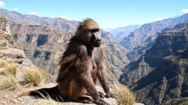 Gelada Baboon Sits Proudly on a Rocky Cliff Overlooking a Mountainous Canyon