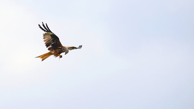 Red kite flying with prey in its talons against open sky
