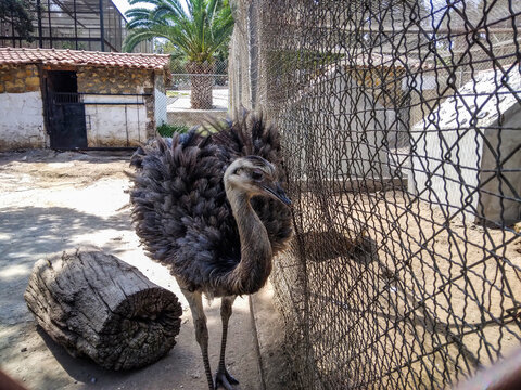 Rhea bird standing near metal fence in a zoo enclosure with textured feathers and dark grey plumage captured in natural daylight during a sunny afternoon