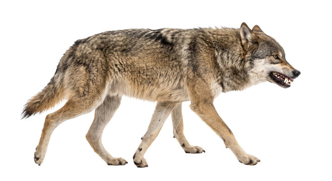 Aggressive gray wolf walking with bared teeth isolated on a clean white studio background