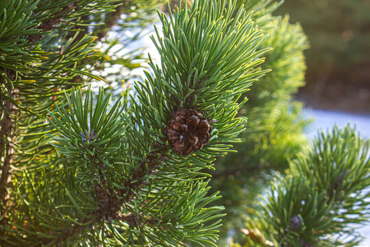 Fresh green pine branch with a small brown cone close up, sunny day in winter forest, natural coniferous background for seasonal design.