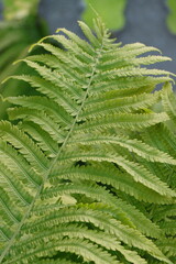 Vertical close up shot of vibrant green fern leaf pattern in garden © Iana Andrushchenko