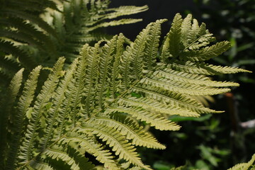 Close up of green fern frond leaves texture in shade with soft natural light © Iana Andrushchenko