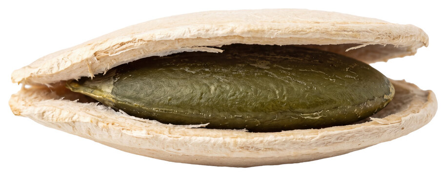Open bivalve shell with dark green interior on transparent background