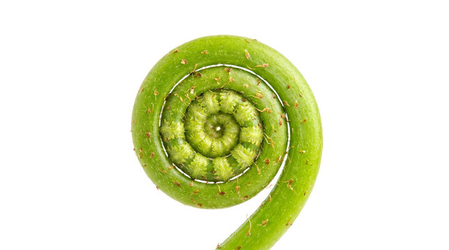 Fiddlehead fern spiral close up, green young fern frond in circular shape, organic botanical pattern showing natural growth and symmetry isolated PNG with Transparent Background