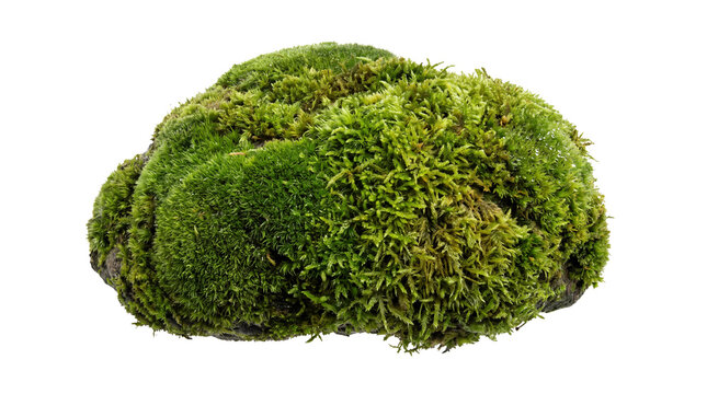 Vibrant green moss stone, organic forest floor texture, natural decorative mossy rock for landscaping and terrarium design isolated PNG with Transparent Background