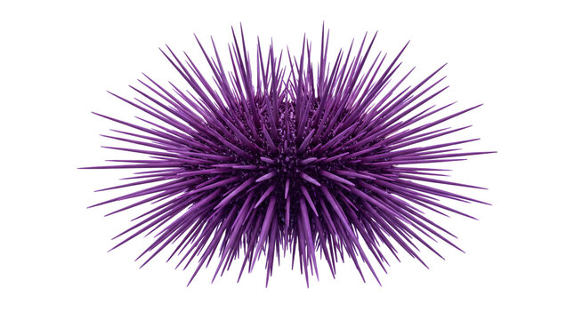 Purple sea urchin with sharp protective spines, vibrant marine echinoderm specimen, exotic underwater sea life for biology and oceanography education isolated PNG with Transparent Background
