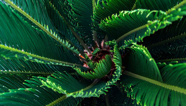Top view macro shot of a vibrant green Cycas revoluta sago palm showing unfurling fronds and textures. Perfect botanical background for tropical garden, nature, and plant interior design concepts.