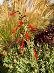 Fototapeta premium Zauschneria, growing and flowering in a xeriscape garden, red hot flowers, close up