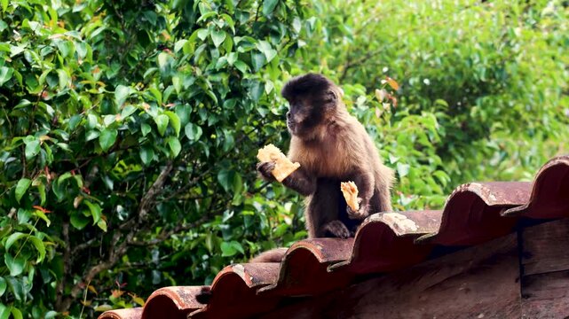 Wild capuchin monkey sitting on a tiled rooftop while holding and eating food, surrounded by lush green tropical vegetation in Brazil.