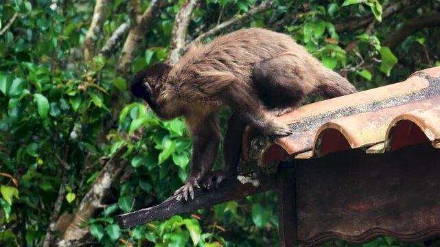 Wild capuchin monkey sitting on a tiled rooftop while holding and eating food, surrounded by lush green tropical vegetation in Brazil.