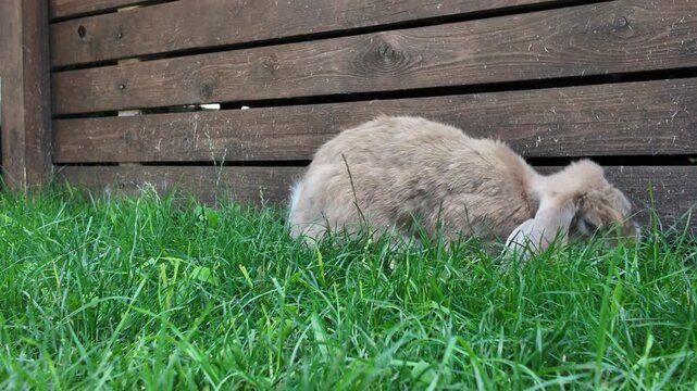 A young cottontail rabbit searching for choice grass stems in the dewy grass on a summer morning