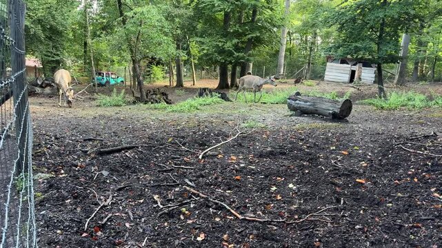 Panning right across deer in forest enclosure wildlife conservation
