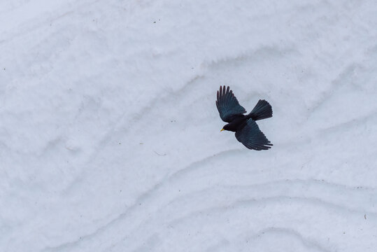 blackbird in Brevent sector above Chamonix in the French Alps