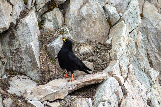 Bird in Brevent sector above Chamonix in the French Alps