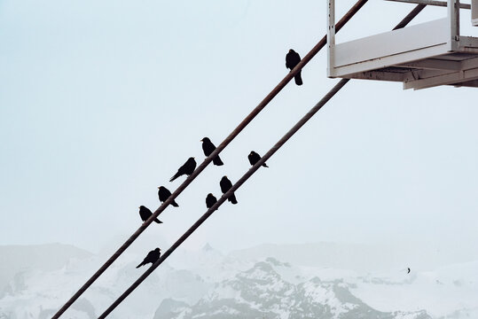 Bird in Brevent sector above Chamonix in the French Alps