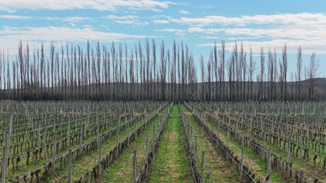 Vineyard Rows in Winter With Bare Poplar Trees Under Blue Sky.