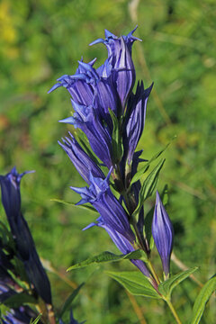 fiori blu di asclepiade (Gentiana asclepiadea)