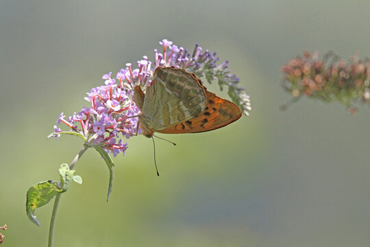 una farfalla colorata (Argynnis paphia) su una spiga fiorita di Buddleja