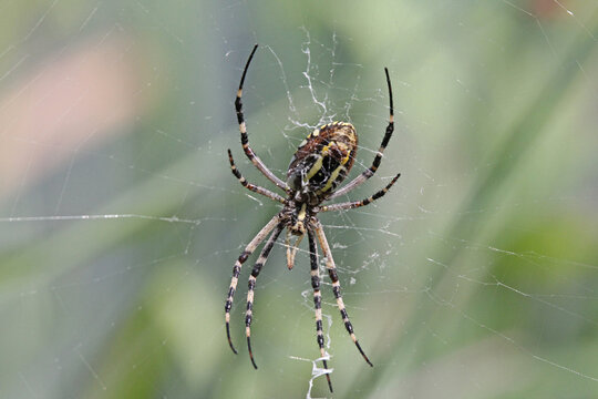 grande ragno vistoso (Argiope bruennichi) al centro della sua tela