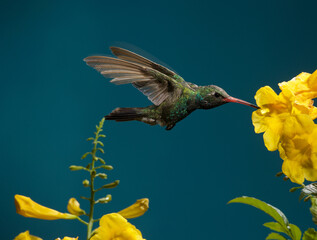 Fototapeta premium Broad-billed hummingbird feeding on a flower