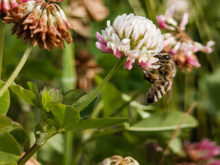 Honeybee gathers nectar from a white clover blossom in a sunlit meadow. Close-up view highlights pollination and natural detail. © Maria Moroz