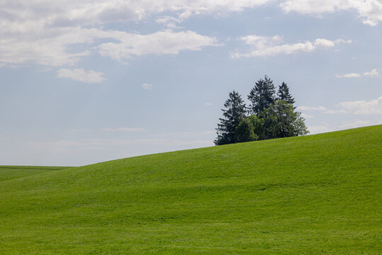 Rural Bavarian countryside landscape, Slope hills with green grass meadow under blue sky, white cloud and pine trees, A pine is any conifer in the genus Pinus of the family Pinaceae, Bavaria, Germany