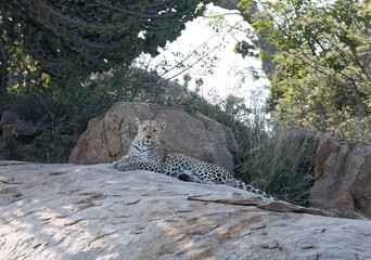 Leopard Resting © Moelyn Photos