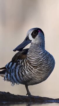 Pink-eared duck standing on log with unique spatulate bill closeup 