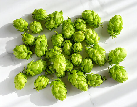 Vibrant green hops are scattered across a pristine white marble countertop with soft morning light illuminating the natural textures.