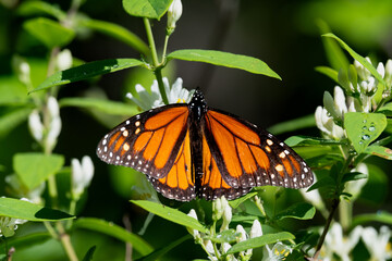 Monarch butterfly with open wings resting on white flowers © Brett