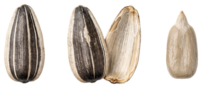 Striped sunflower seeds, shell, and kernel on transparent background
