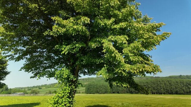 Camera Pan Past Leafy Green Tree Revealing Sunlit Cereal Field and Rolling Forested Hills