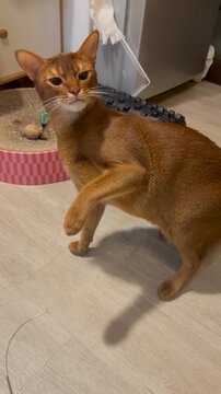 Abyssinian cat reaches with paws toward food while playing in a bright living room environment captured in smooth video footage motion with clear focus on the domestic animal moving playfully during 