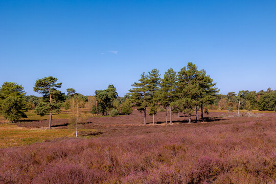 Purple flowers Calluna vulgaris (Heather, Ling) The sole species in genus of Calluna, Ericaceae family, De Cokse Heide in Afferden village, North Limburg, Lies about southeast of Nijmegen, Netherlands