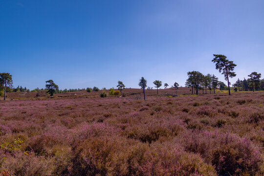 Purple flowers Calluna vulgaris (Heather, Ling) The sole species in genus of Calluna, Ericaceae family, De Cokse Heide in Afferden village, North Limburg, Lies about southeast of Nijmegen, Netherlands