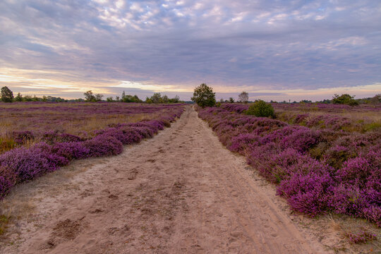 Nature landscape, Flowering Calluna vulgaris (heide, ling, or simply heather) Purple flowers field with sunrise light, Balloerveld is a hamlet in the municipality of Aa en Hunze, Drenthe, Netherlands.