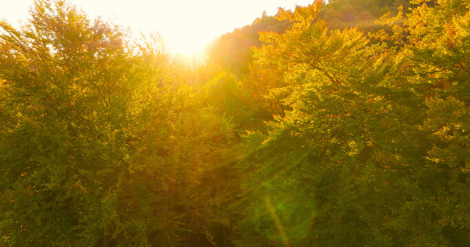 AERIAL, LENS FLARE: Golden sunset breaks through dense autumn canopy of trees covered in changing leaves. Green, yellow, and orange treetops create a peaceful countryside landscape during fall season.