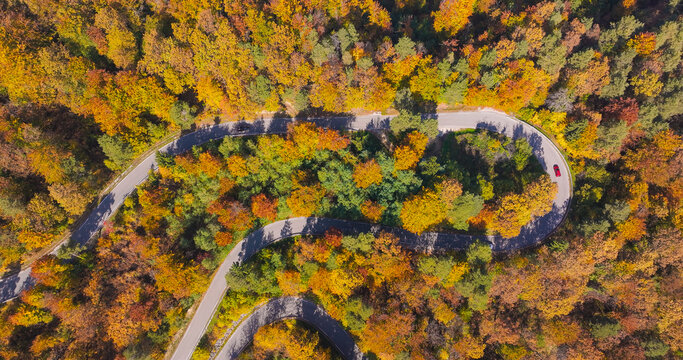 AERIAL TOP DOWN: Winding mountain road threading through dense woodland in Dolenjska. Yellow, orange and green treetops frame each curve while passing cars bring life to peaceful forest landscape.