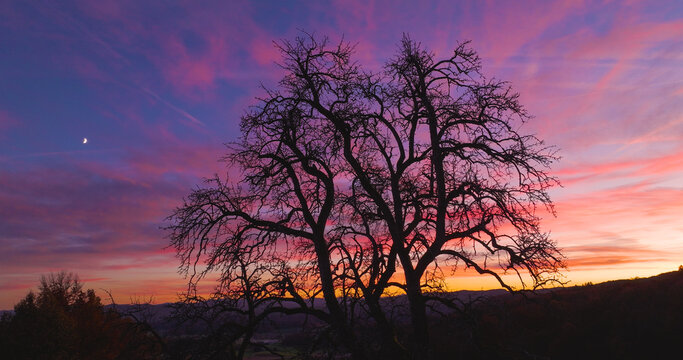AERIAL, SILHOUETTE: Slender crescent moon hangs beside bare tree as vivid pink, purple and orange colours fill the evening sky. A peaceful autumn scene over the rolling hills of Dolenjska, Slovenia.