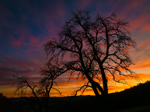 SILHOUETTE: Dramatic leafless tree against vivid autumn sunset filled with pink, purple and orange tones. Twisting branches stand out against the glowing evening sky in a peaceful hilly countryside.