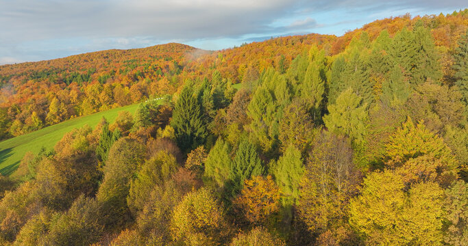 AERIAL: Bright green meadow cuts through colorful autumn woodland in the hilly countryside. Golden and orange hills surround open field, while scattered conifers add deep green contrast to warm shades