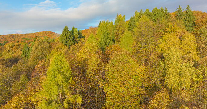 AERIAL: Sunlit autumn forest spreads across rolling hills of Dolenjska in Slovenia. Golden deciduous trees mingle with green conifers beneath soft blue sky. Peaceful landscape rich with seasonal color