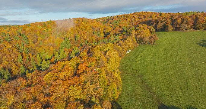 AERIAL: Colorful forest spilling over rolling hills and surrounds vibrant green meadow. Gentle morning mist lingers above the trees, while soft sunlight brings out rich gold, orange and green tones.