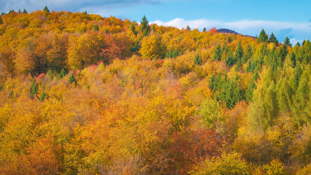 AERIAL: Broad autumn woodland stretches over the hills, where warm yellow, orange and green foliage form a layered natural mosaic. Tall green conifers peek through crowns of colourful deciduous trees.