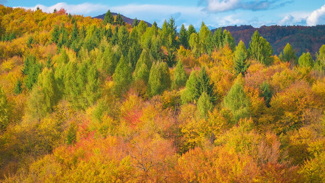 AERIAL: Colorful autumn forest spreads across rolling hills in Slovenia. Tall green conifers rise among deciduous trees turning yellow, orange and red. Vibrant textured seasonal landscape on sunny day