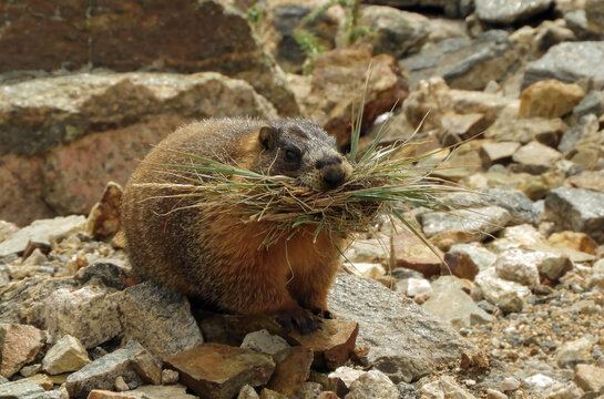 yellow-bellied marmot carrying a stash of grass  in the boulders in fall along trail ridge road in the colorado rockies  in rocky mountain national  park, colorado
