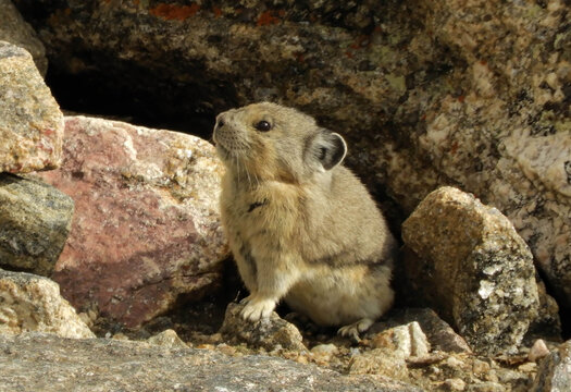 cute american pika marmot perched  in the boulders in fall along trail ridge road in the colorado rockies  in rocky mountain national  park, colorado