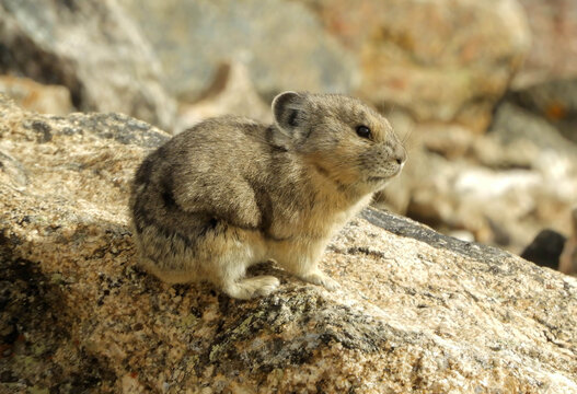cute american pika marmot perched  in the boulders in fall along trail ridge road in the colorado rockies  in rocky mountain national  park, colorado