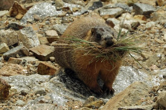 yellow-bellied marmot carrying a stash of grass  in the boulders in fall along trail ridge road in the colorado rockies  in rocky mountain national  park, colorado